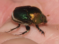 Proagoderus