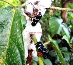 Phymatostetha