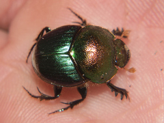 Proagoderus