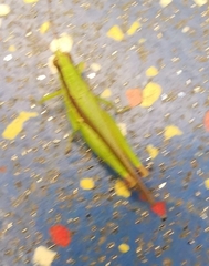 Gesonula punctifrons