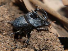 Proagoderus panoplus