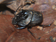 Proagoderus panoplus
