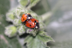 Coccinella septempunctata