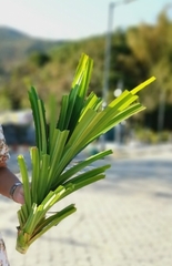 Pandanus amaryllifolius