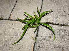 Allium triquetrum