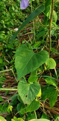 Ipomoea clavata