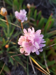 Armeria welwitschii