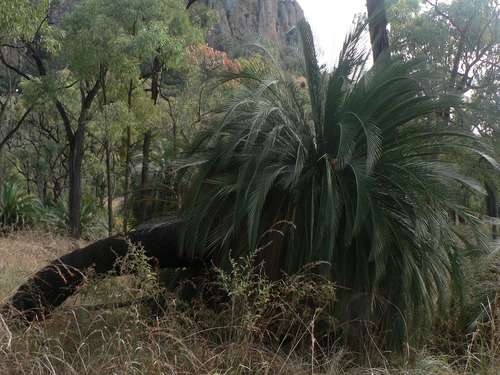 Macrozamia moorei, photograph 4