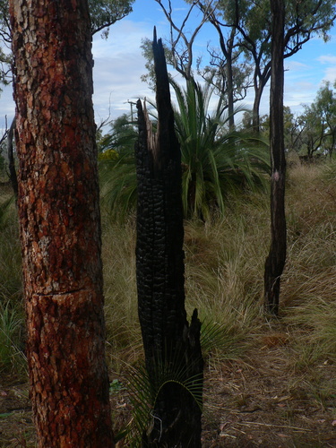 Image of Macrozamia moorei by (c) Yves Bas, some rights reserved (CC BY)