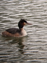 Podiceps cristatus