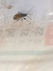 Peritrechus gracilicornis