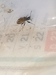 Peritrechus gracilicornis