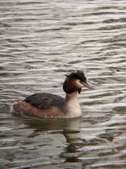 Podiceps cristatus