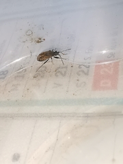 Peritrechus gracilicornis