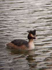 Podiceps cristatus