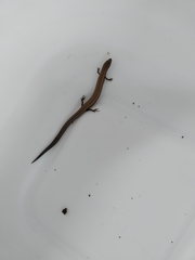Ablepharus rueppellii