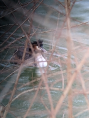 Podiceps cristatus
