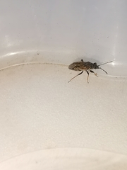 Peritrechus gracilicornis