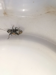 Peritrechus gracilicornis