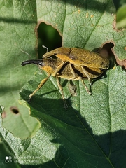 Lixus pulverulentus