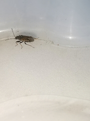 Peritrechus gracilicornis