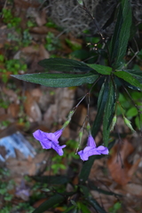 Ruellia simplex image