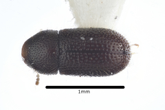 Ropalodontus perforatus
