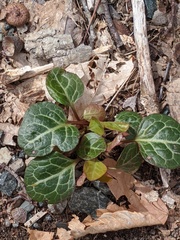 Pyrola americana