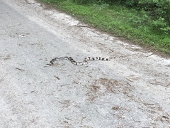 Pituophis melanoleucus melanoleucus