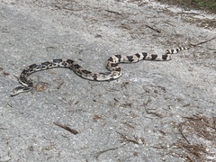 Pituophis melanoleucus melanoleucus