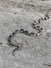 Pituophis melanoleucus melanoleucus