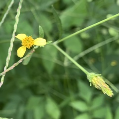 Bidens biternata