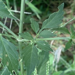 Bidens biternata