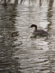 Mergellus albellus