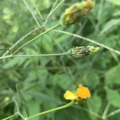 Bidens biternata