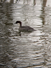 Mergellus albellus