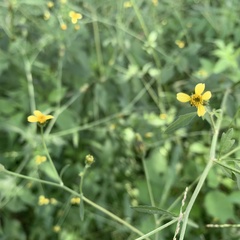 Bidens biternata