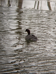 Mergellus albellus