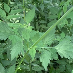 Bidens biternata