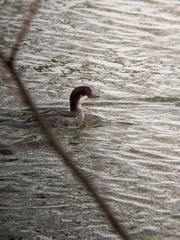 Mergellus albellus