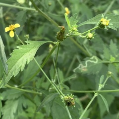Bidens biternata