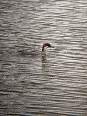 Mergellus albellus