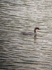 Mergellus albellus