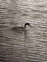 Mergellus albellus