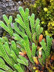 Selaginella pulvinata