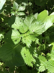 Urtica