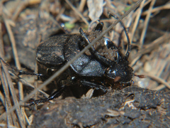Proagoderus panoplus