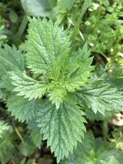 Urtica