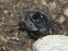 Proagoderus panoplus