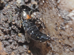 Aleochara bipustulata